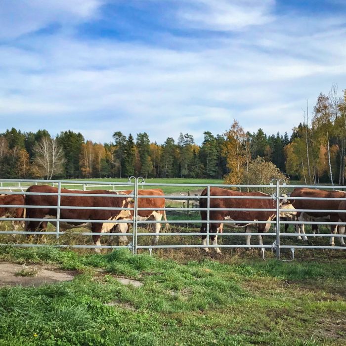 Flytbar hegn med fodbuk