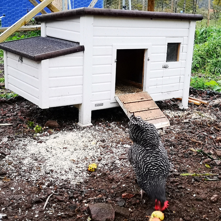 Hønsehus isoleret og med opvarmning