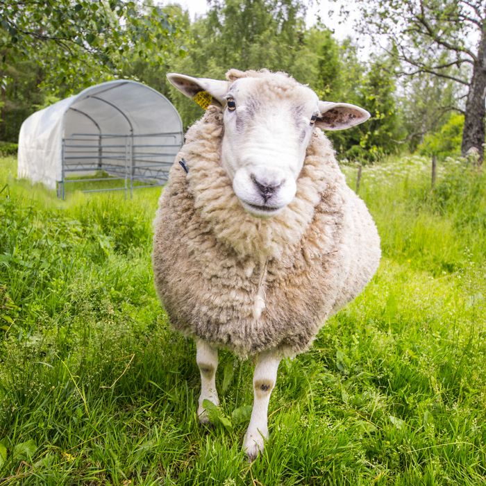 Læskur til får