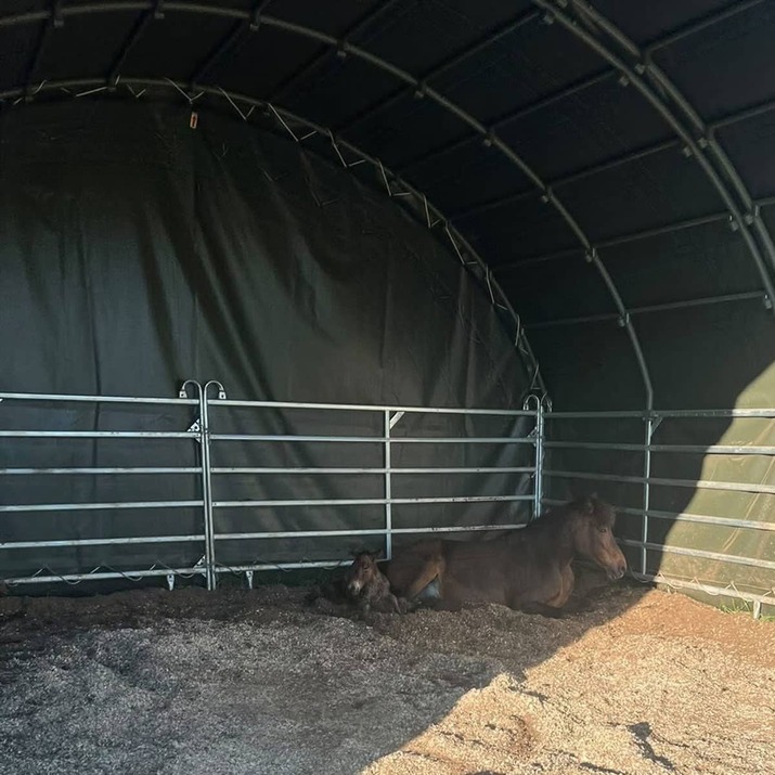 Læskur 6 x 6 m inkl. fodbukke