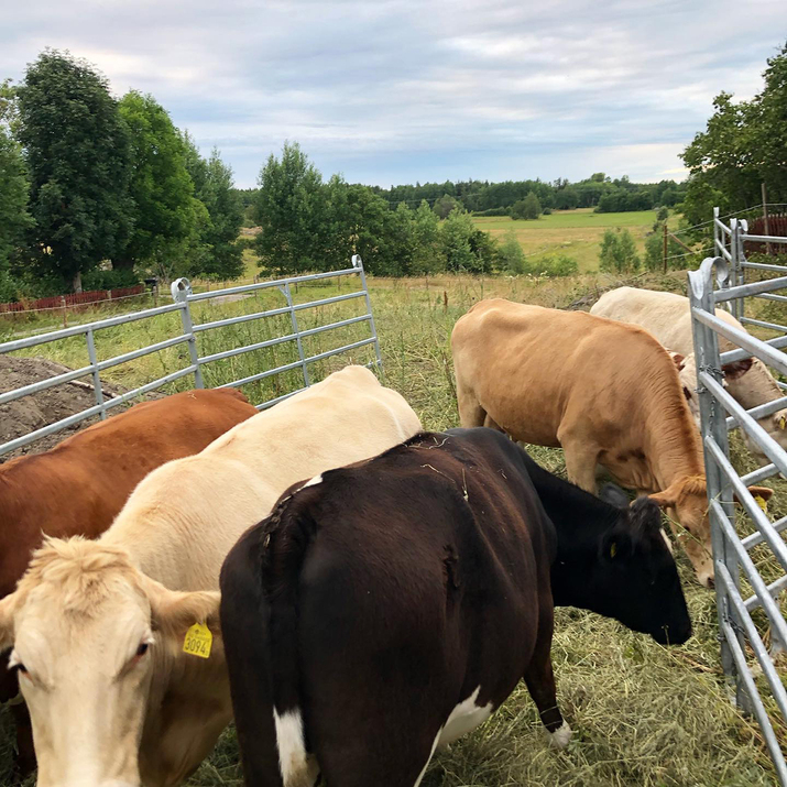 Flytbar hegn med fodbuk