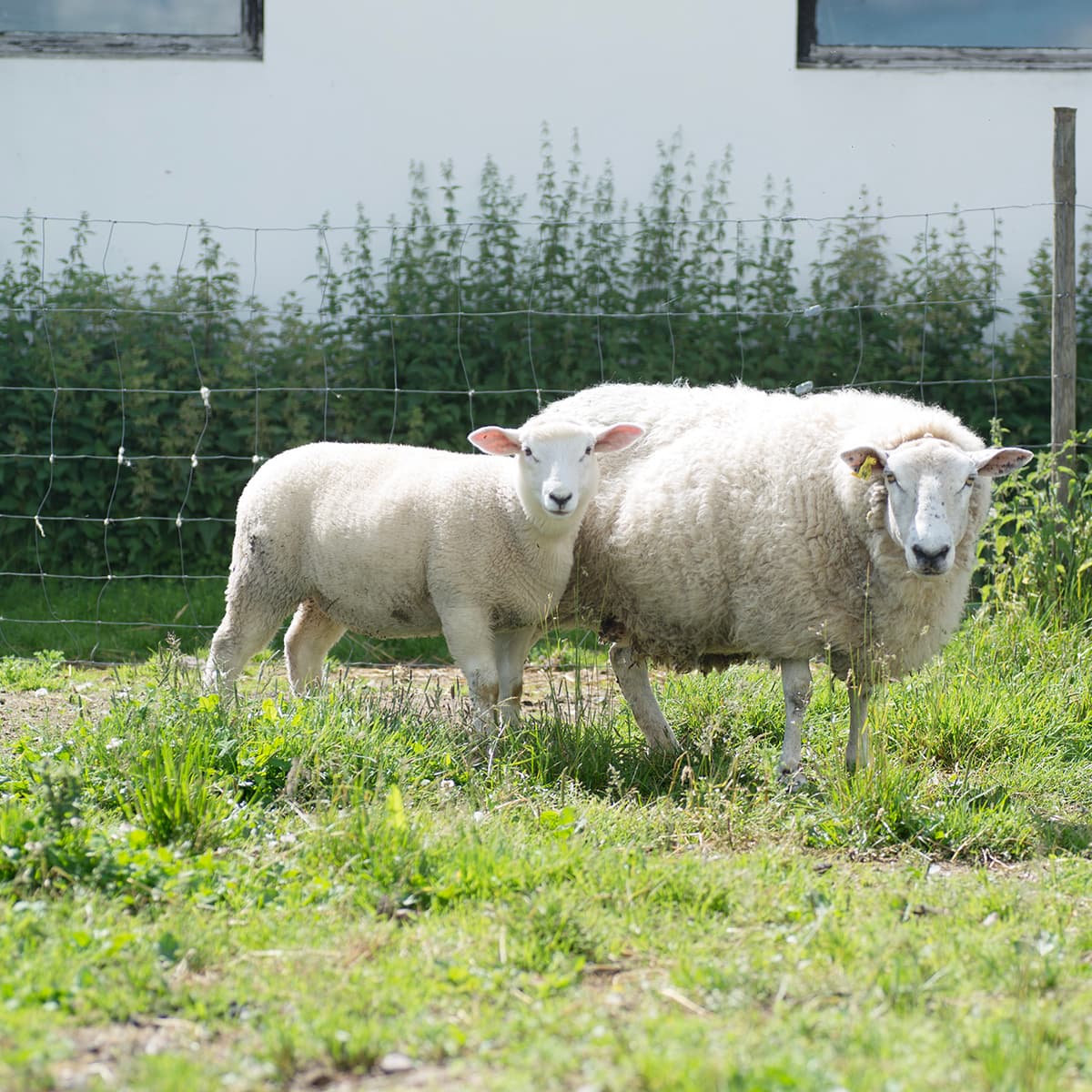 Fårehegn 100 m x 1,2 m x 2/2,5 mm - Kellfri